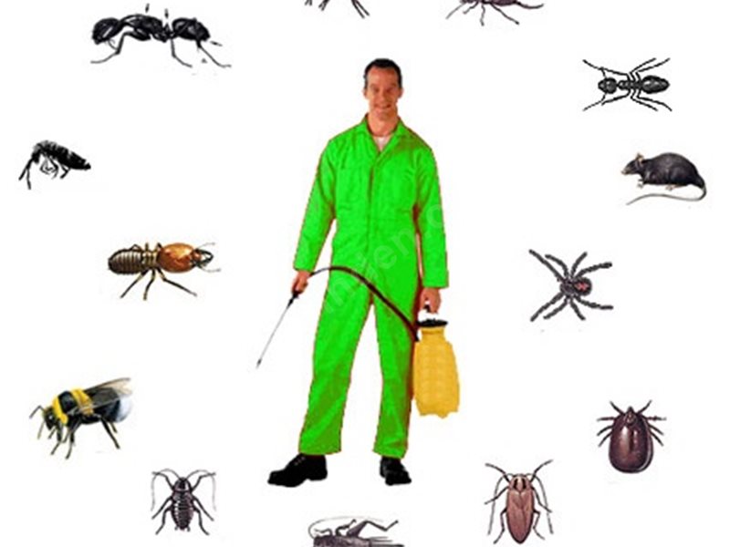 Zeytinburnu Böcek İlaçlama